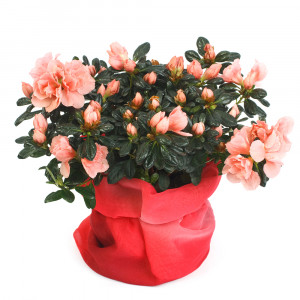 Цветущие растения