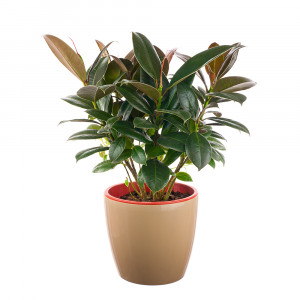 Декоративно-лиственные растения