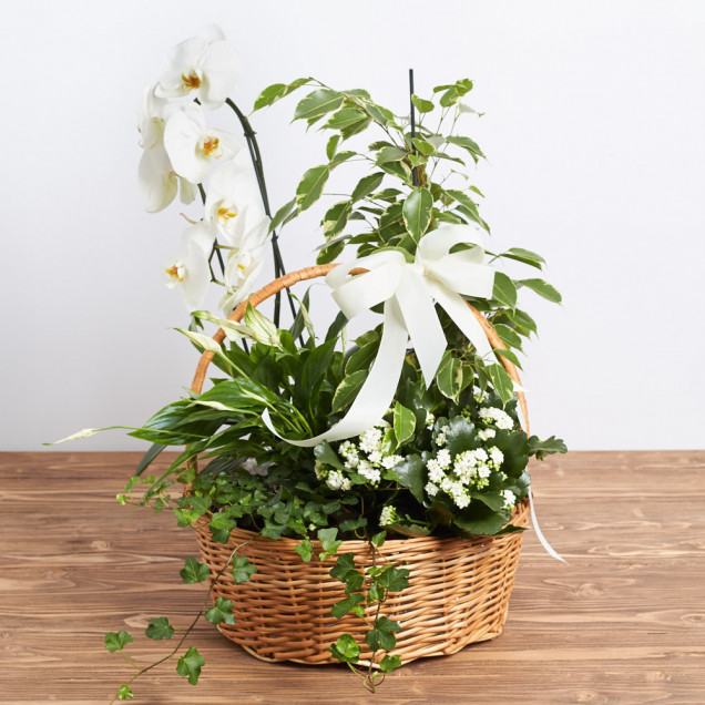 Композиція у кошику "Августина"