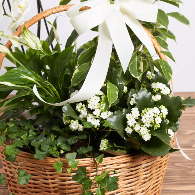 Композиція у кошику "Августина"