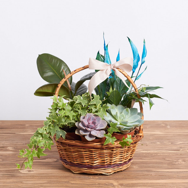 Композиція у кошику "Камма"