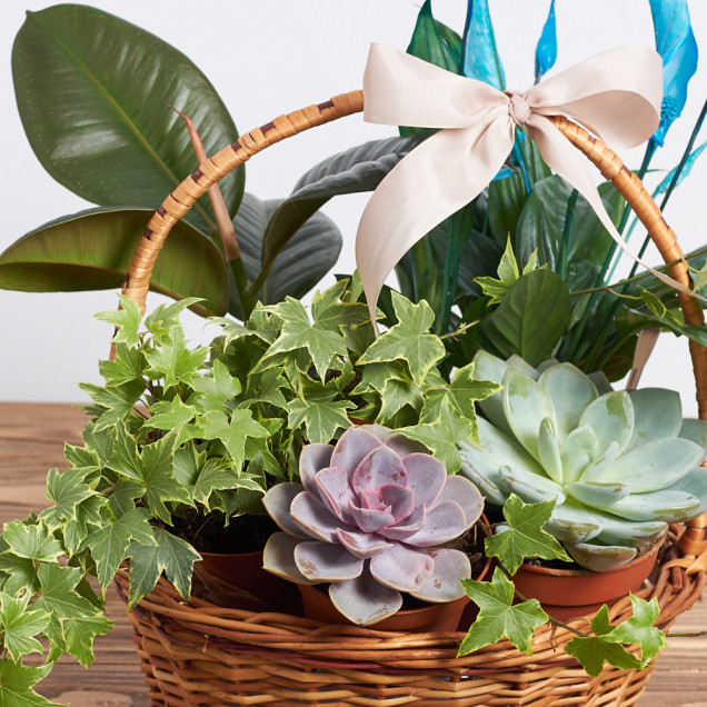 Композиція у кошику "Камма"