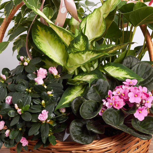 Композиція у кошику "Пальмера"