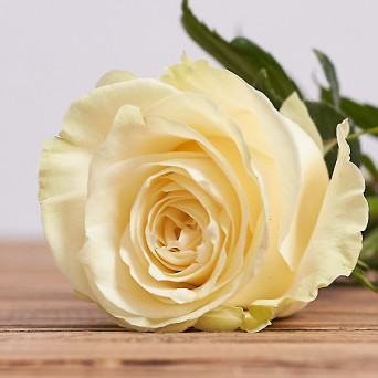 Белая роза 60 см. (Поштучно)