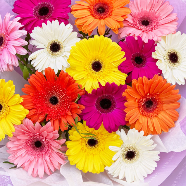 Гербери "Райдужний мікс"