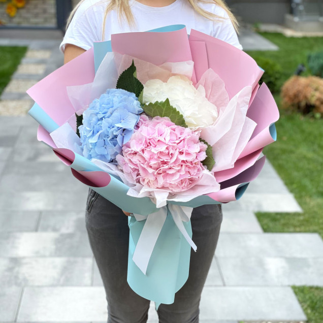 Гортензії "Колор"