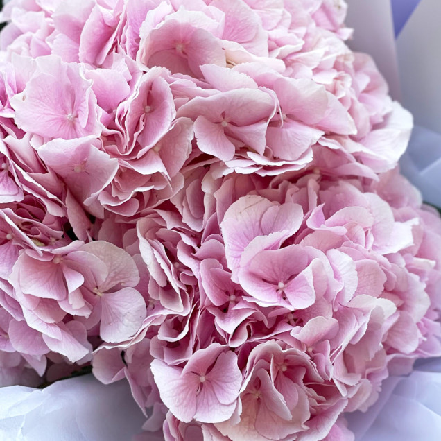 Гортензії "Шанті"