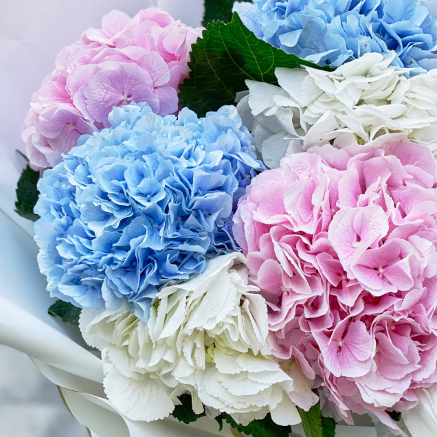 Гортензії "Скайколор"