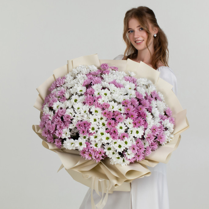 Хризантеми "Малиновий шик"