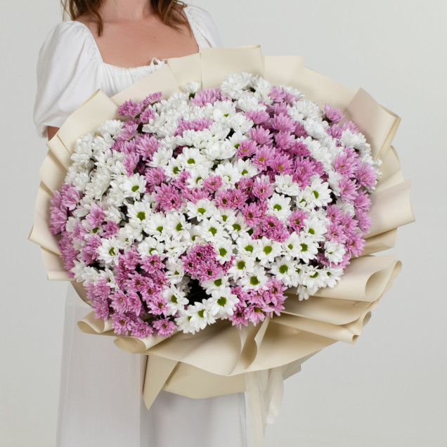 Хризантеми "Малиновий шик"