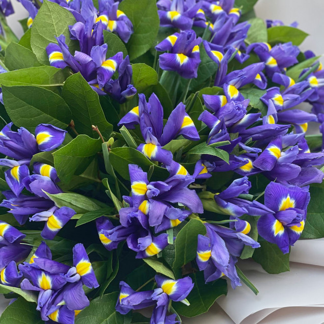 Іриси "Сангрія"