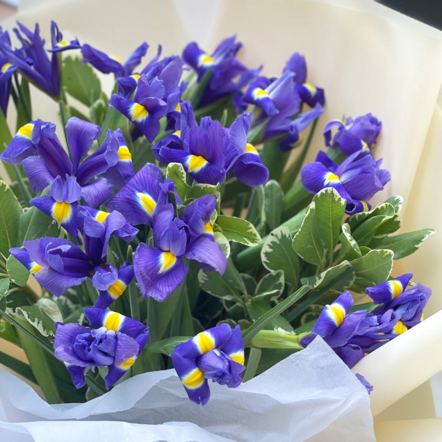 Іриси "Софтон"