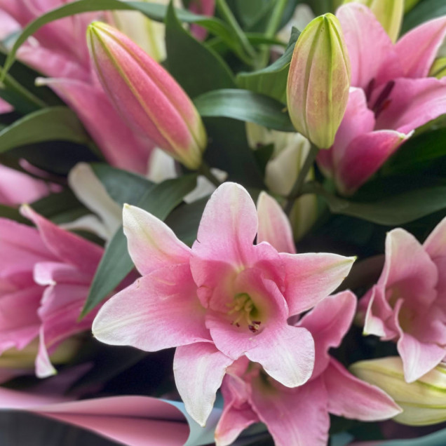 Лілії "Фуді"