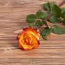 Голландская роза "Кабарет"