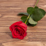 Голландская роза "Фридом"