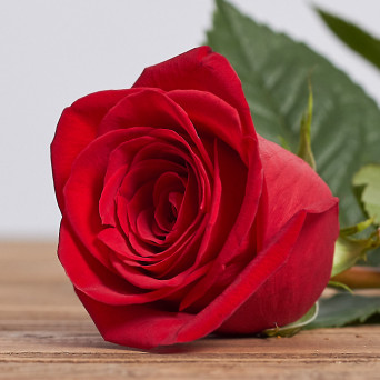 Голландская роза "Фридом" 70 см.
