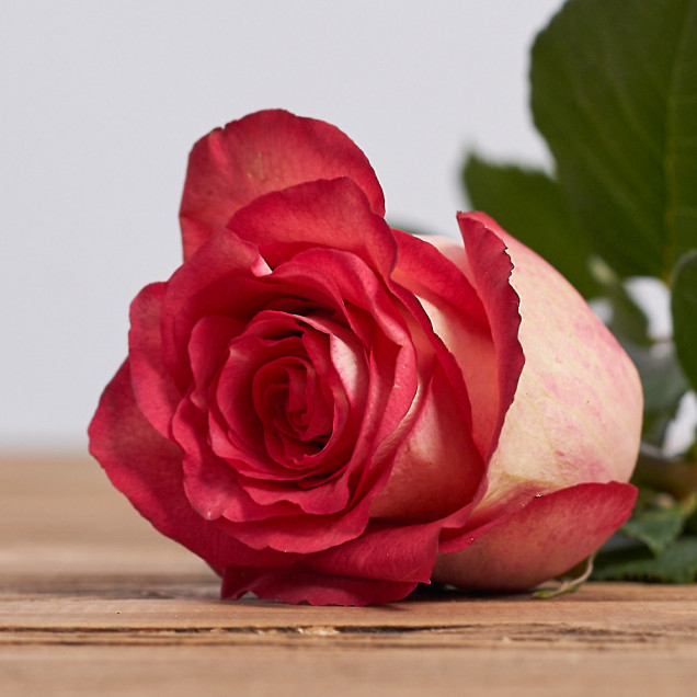 Голландська троянда "Ігуазу"