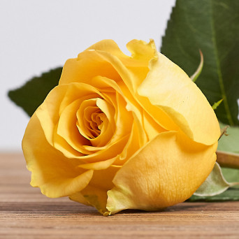 Голландская роза "Махана"