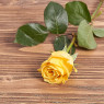 Голландская роза "Махана"