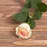 Голландская роза "Марципан"
