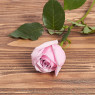 Голландская роза "Пинк пати"