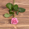 Троянда "Аква" 70 см. (Україна)