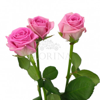 Троянда "Аква" 80 см.