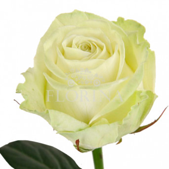 Троянда "Аваланж" 80 см.