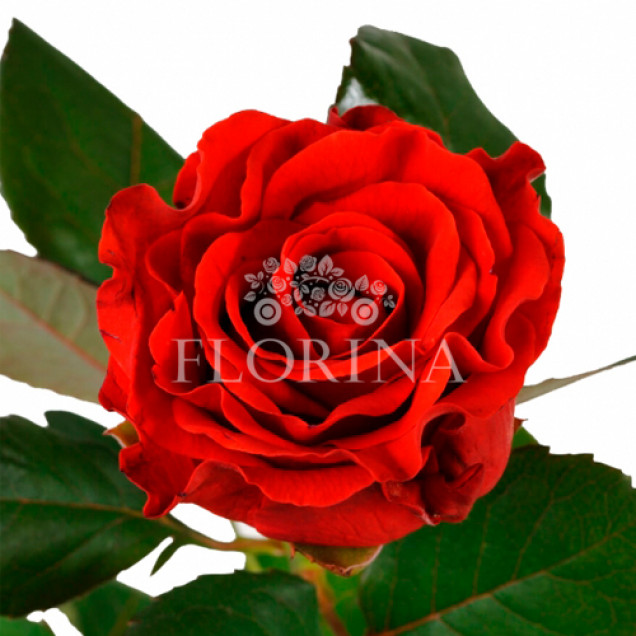 Троянда Ель Торо