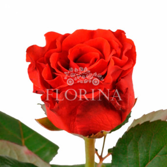 Троянда "Ель Торо" 70 см.