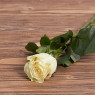 Голландская роза "Мондиаль"