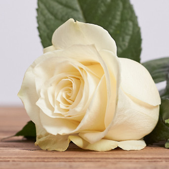 Голландская роза "Мондиаль" 70 см.