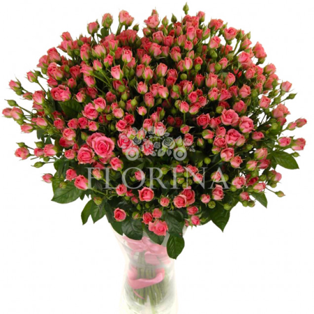 Троянда Грація