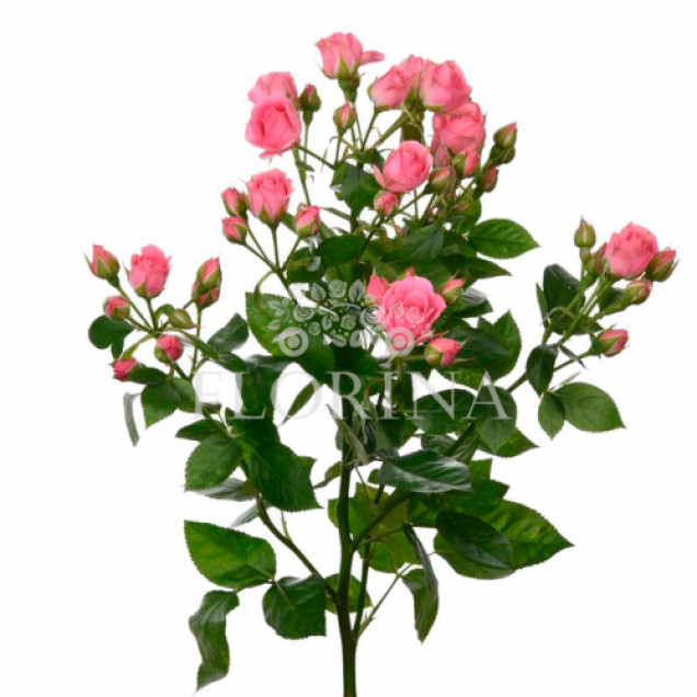 Троянда Грація