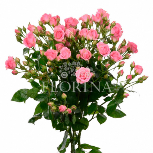 Троянда Грація