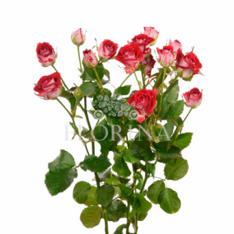 Троянда "Рубі Стар" 80 см.