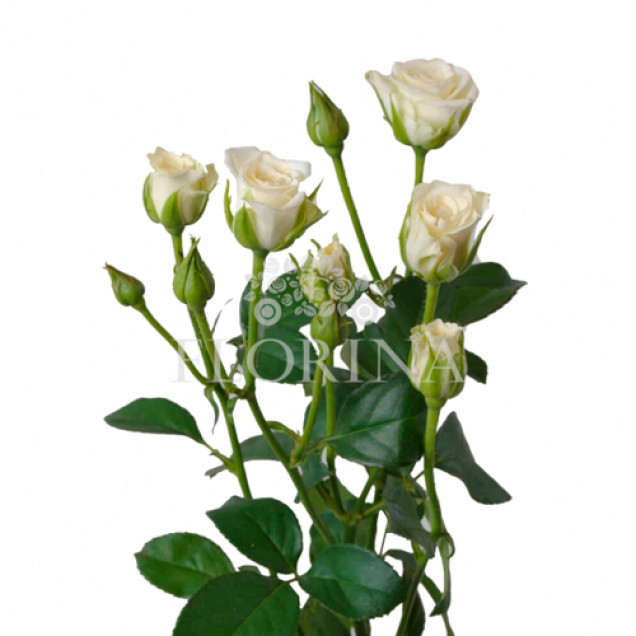 Троянда Сноуфлейк