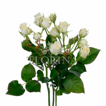 Троянда "Сноуфлейк" 70 см.