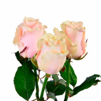 Троянда "Талея" 80 см.