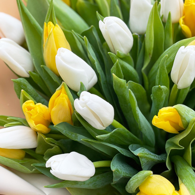 Тюльпаны "Деликатес"