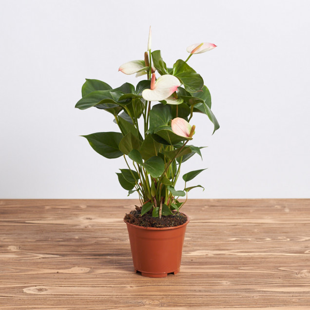 Антуриум в горшке "Белый"