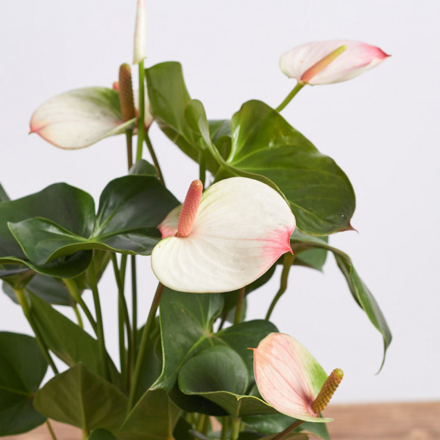 Антуриум в горшке "Белый"