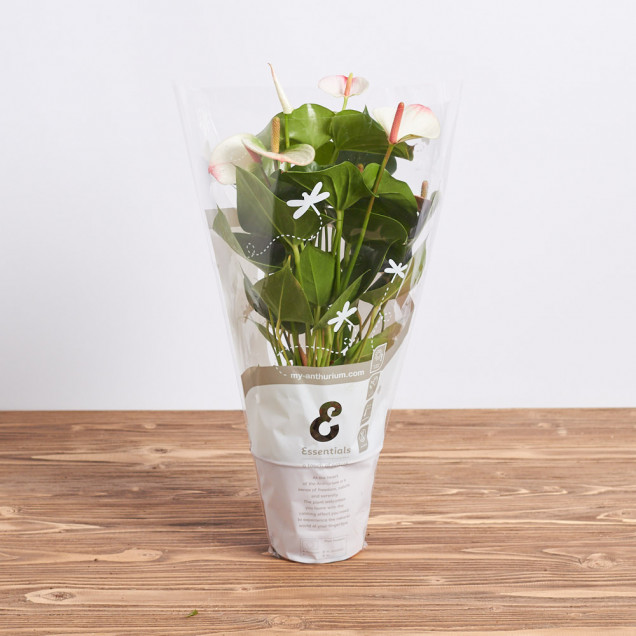 Антуриум в горшке "Белый"