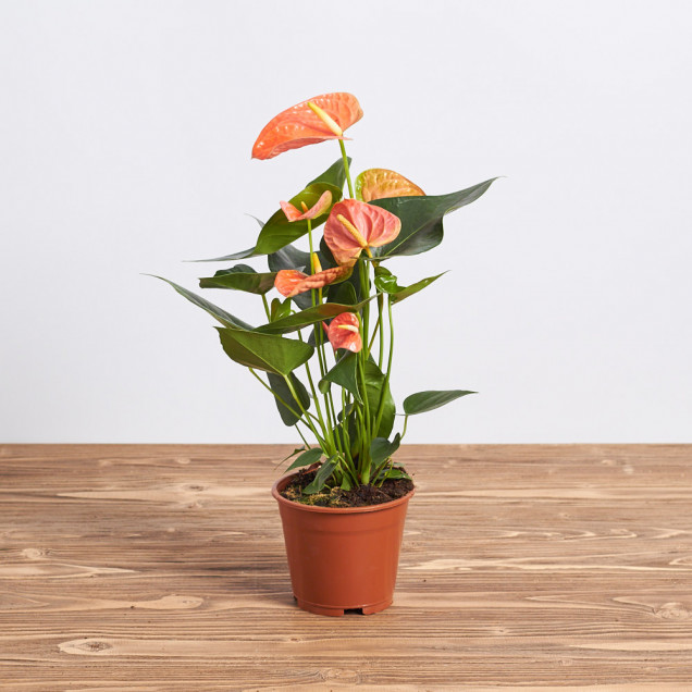 Антуриум в горшке "Оранжевый"