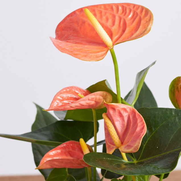 Антуриум в горшке "Оранжевый"