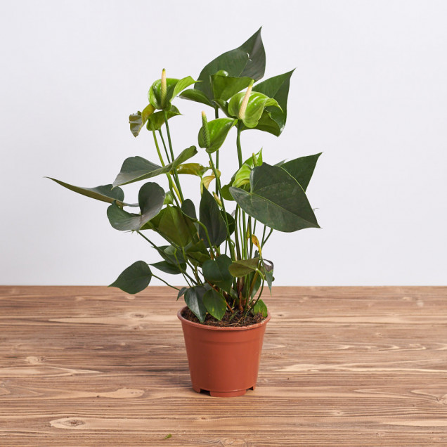 Антуриум в горшке "Зеленый"