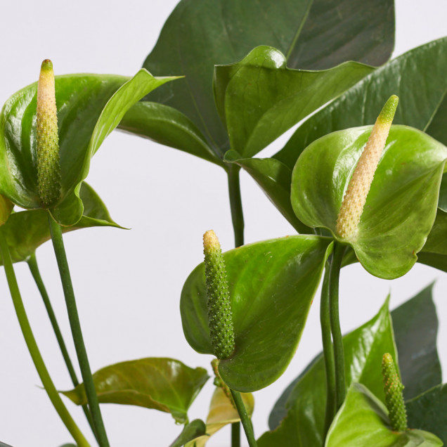 Антуриум в горшке "Зеленый"