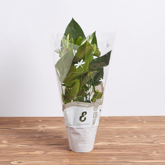 Антуриум в горшке "Зеленый"