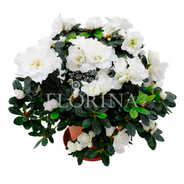 Азалія "Біла"