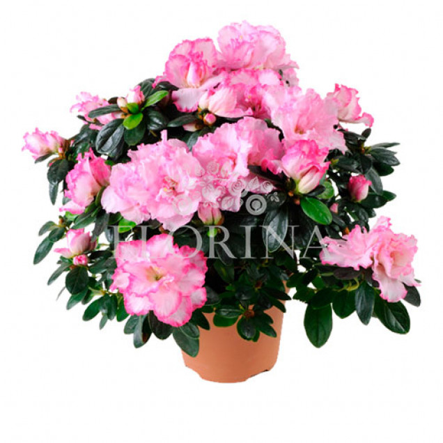 Азалія "Біло-рожева"